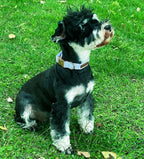 Dog Collar Metal Buckle Blue Stripe Collar Gift Durable Cute Collar for Small Medium Large Boys Girls Dogs