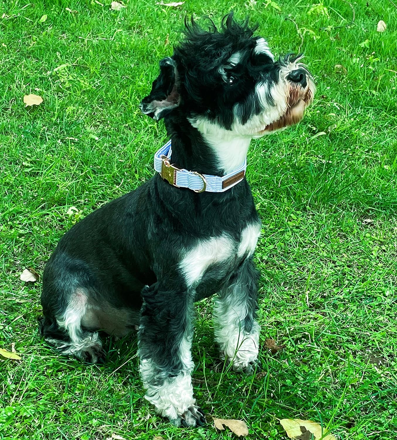 Dog Collar Metal Buckle Blue Stripe Collar Gift Durable Cute Collar for Small Medium Large Boys Girls Dogs