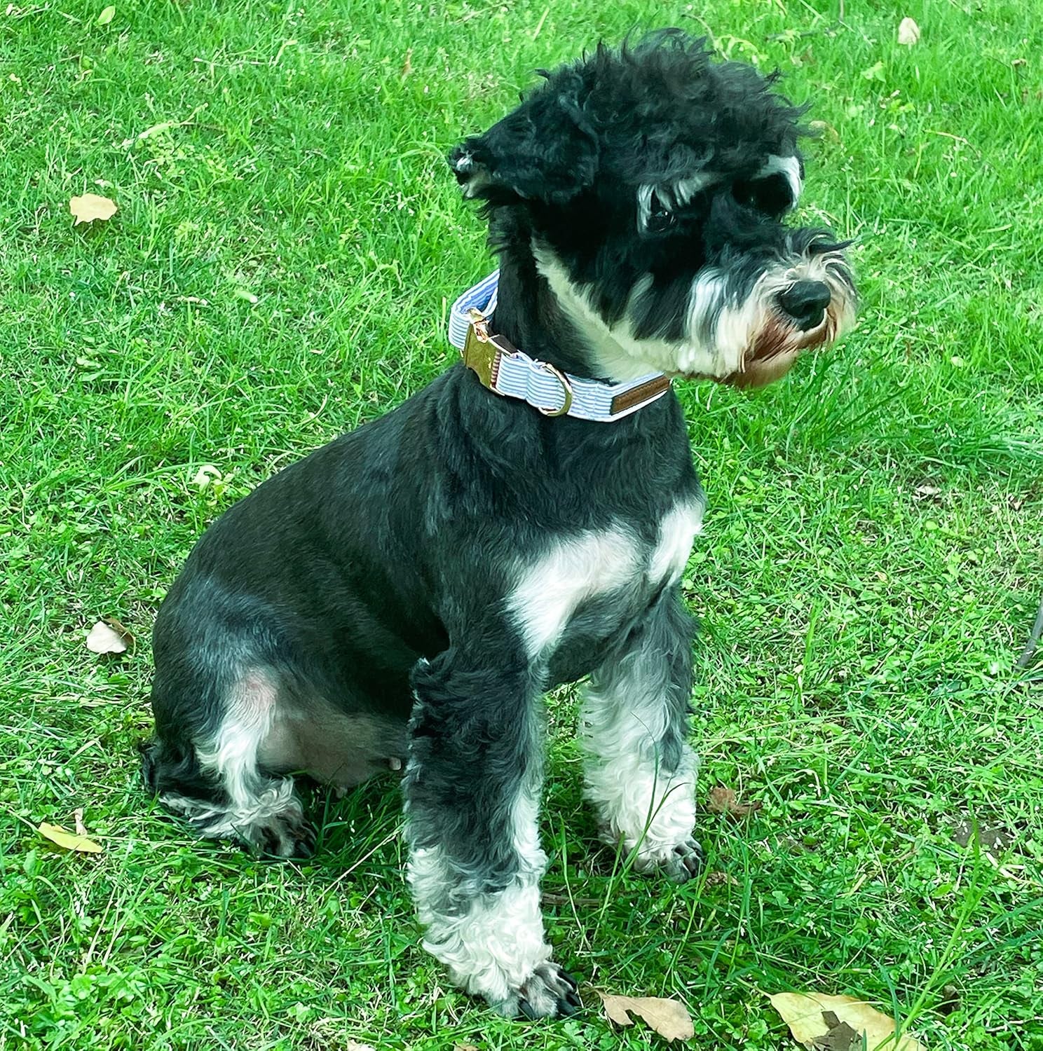 Dog Collar Metal Buckle Blue Stripe Collar Gift Durable Cute Collar for Small Medium Large Boys Girls Dogs