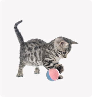 Cats Ball Toy