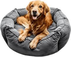 Rounded Dog Bed